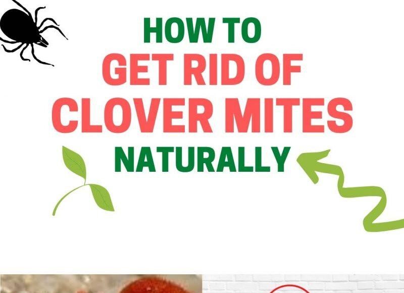 How We Can Get Rid Of Clover Mites